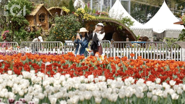 花展2025：二千株花砌巨型秋英，重現荷蘭鬱金香海、法國薰衣草田