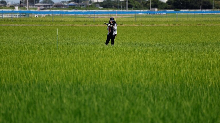 日本首次向韓國進口大米