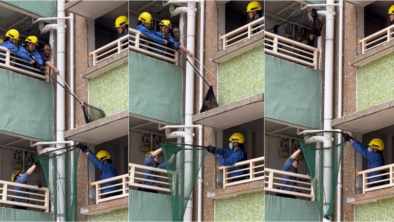 柴灣環翠邨：消防員與愛心人士合力救出被困簷篷的流浪貓